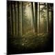 Premium Photographic Print