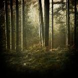 Forest Snow-David Baker-Photographic Print
