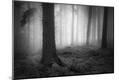 Photographic Print