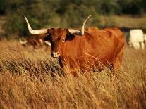 Longhorn Bull Wildlife, Oklahoma, USA-David Barnes-Photographic Print