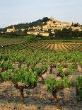 View of Provence Vineyard, Luberon, Bonnieux, Vaucluse, France-David Barnes-Photographic Print