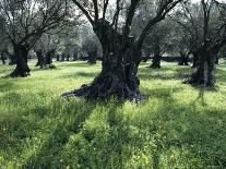 Groves of Olive Trees, Island of Naxos, Cyclades, Greece, Europe-David Beatty-Photographic Print