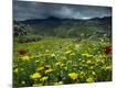 Photographic Print