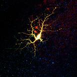 Nerve Cell-David Becker-Premium Photographic Print