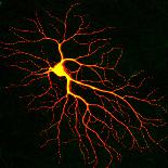 Nerve Cell-David Becker-Premium Photographic Print