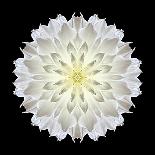 Kaleidoscope Dahlia Black-David Bookbinder-Premium Giclee Print