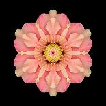 Kaleidoscope Dahlia Black-David Bookbinder-Premium Giclee Print