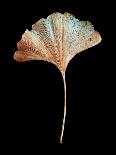 Rustic Leaf 1-David Bookbinder-Art Print