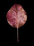Rustic Leaf 1-David Bookbinder-Art Print