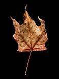 Rustic Leaf 1-David Bookbinder-Art Print