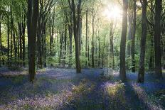 Sunlight Through Trees in Bluebell Woods, Micheldever, Hampshire, England-David Clapp-Photographic Print