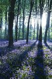 Sunlight Through Treetrunks in Bluebell Woods, Micheldever, Hampshire, England-David Clapp-Framed Photographic Print