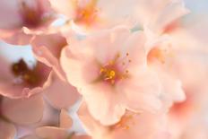 Washington DC - Petals Falling of the Cherry Blossoms-David Coleman-Photographic Print