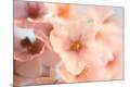Premium Photographic Print