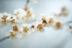 Close-Up of the Cherry Blossom Flowers around the Tidal Basin, the Spring-David Coleman-Mounted Photographic Print