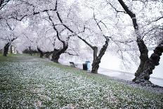 Washington DC - Petals Falling of the Cherry Blossoms-David Coleman-Mounted Photographic Print