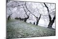 Photographic Print