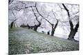 Photographic Print