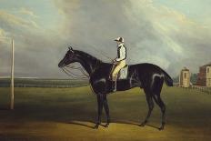 Signal, a Grey Arab, with a Groom in the Desert (Oil on Panel)-David of York Dalby-Giclee Print