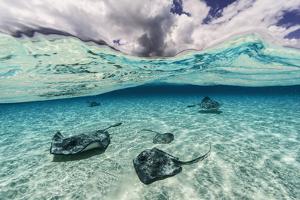 Southern Stingrays Swim across the Shallow White Sands Off Grand Cayman Island by David Doubilet