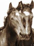 Horse Portrait III-David Drost-Photographic Print