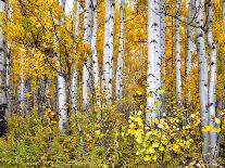 Yellow Woods IV-David Drost-Photographic Print
