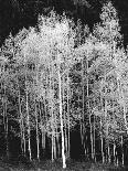 Grove of Aspen Trees (Populus Tremuloides), in Late Afternoon-David Epperson-Mounted Photographic Print