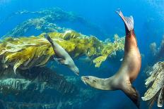 California sea lions playing in a kelp forest off Santa Barbara Island, California, USA-David Fleetham-Photographic Print