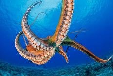 An inflated Guineafowl pufferfish in front of sea fans, Fiji-David Fleetham-Photographic Print