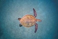 Spotted porcupinefish, inflated with seawater, Hawaii-David Fleetham-Photographic Print