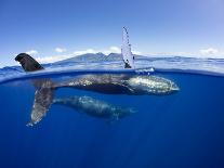 Humpback whale, mother and calf, West Maui, Hawaii-David Fleetham-Photographic Print