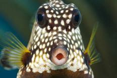 Smooth trunkfish portrait. Bonaire, Dutch Caribbean-David Fleetham-Photographic Print