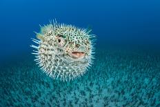An inflated Guineafowl pufferfish in front of sea fans, Fiji-David Fleetham-Photographic Print