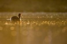 Great Crested Grebe, Podiceps Cristatus), Newcastle, United Kingdom, Europe-David Gibbon-Photographic Print