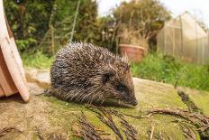 Hedgehog (Erinaceinae), Durham, England, United Kingom, Europe-David Gibbon-Framed Photographic Print