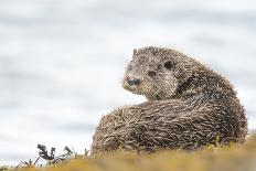 Otter (Lutrinae), West Coast of Scotland, United Kingdom, Europe-David Gibbon-Framed Photographic Print