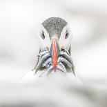 Puffin (Fratercula), Farne Islands, Northumberland, England-David Gibbon-Photographic Print