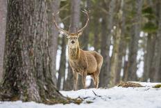 Red Deer Stag (Cervus Elaphus), Scottish Highlands, Scotland, United Kingdom, Europe-David Gibbon-Photographic Print