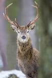 Red Deer Stag (Cervus Elaphus), Scottish Highlands, Scotland, United Kingdom, Europe-David Gibbon-Framed Photographic Print