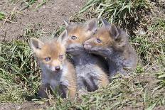 Red Fox Cubs (Vulpes Vulpes), Middlesborough, United Kingdom, Europe-David Gibbon-Photographic Print