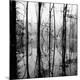 Premium Photographic Print
