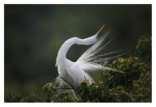 The Pose-David H Yang-Framed Photographic Print