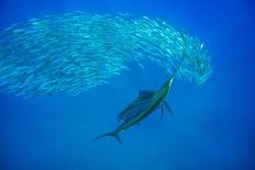 Tiger shark swimming, Tiger Beach, Bahamas, Caribbean Sea-David Hall-Photographic Print