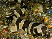 Hooded nudibranchs clinging to Bull Kelp, BC, Canada-David Hall-Photographic Print