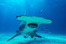 Great hammerhead shark, Bimini, Bahamas, Caribbean Sea-David Hall-Framed Photographic Print