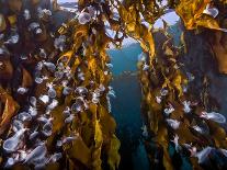 Hooded nudibranchs clinging to Bull Kelp, BC, Canada-David Hall-Photographic Print