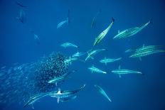 Great Barracuda, Virgin Gorda, British Virgin Islands, Caribbean-David Hall-Framed Photographic Print