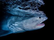 Great hammerhead shark, Bimini, Bahamas, Caribbean Sea-David Hall-Photographic Print