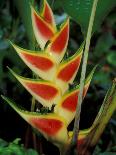 Lobster Claw, Roseau, Dominica-David Herbig-Photographic Print