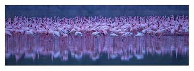 Flamingos-David Hua-Mounted Photographic Print